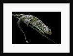 Chamaeleo johnstoni (Johnston's chameleon) - shedding its skin by Anonymous