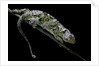 Chamaeleo johnstoni (Johnston's chameleon) - shedding its skin by Anonymous