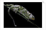 Chamaeleo johnstoni (Johnston's chameleon) - shedding its skin by Anonymous