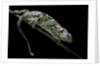 Chamaeleo johnstoni (Johnston's chameleon) - shedding its skin by Anonymous