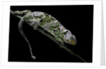 Chamaeleo johnstoni (Johnston's chameleon) - shedding its skin by Anonymous