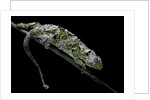 Chamaeleo johnstoni (Johnston's chameleon) - shedding its skin by Anonymous