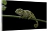Chamaeleo johnstoni (Johnston's chameleon) - young by Anonymous