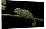 Chamaeleo johnstoni (Johnston's chameleon) - young by Anonymous