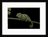 Chamaeleo johnstoni (Johnston's chameleon) - young by Anonymous