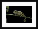 Chamaeleo johnstoni (Johnston's chameleon) - young by Anonymous