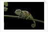Chamaeleo johnstoni (Johnston's chameleon) - young by Anonymous