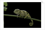 Chamaeleo johnstoni (Johnston's chameleon) - young by Anonymous