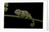 Chamaeleo johnstoni (Johnston's chameleon) - young by Anonymous