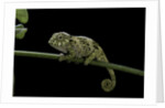 Chamaeleo johnstoni (Johnston's chameleon) - young by Anonymous