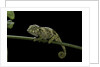 Chamaeleo johnstoni (Johnston's chameleon) - young by Anonymous