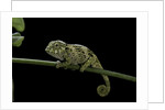 Chamaeleo johnstoni (Johnston's chameleon) - young by Anonymous
