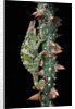 Chamaeleo johnstoni (Johnston's chameleon) by Anonymous