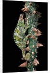 Chamaeleo johnstoni (Johnston's chameleon) by Anonymous