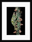 Chamaeleo johnstoni (Johnston's chameleon) by Anonymous