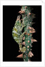 Chamaeleo johnstoni (Johnston's chameleon) by Anonymous