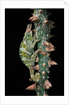 Chamaeleo johnstoni (Johnston's chameleon) by Anonymous
