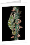 Chamaeleo johnstoni (Johnston's chameleon) by Anonymous
