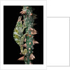 Chamaeleo johnstoni (Johnston's chameleon) by Anonymous