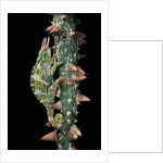 Chamaeleo johnstoni (Johnston's chameleon) by Anonymous