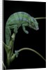 Chamaeleo pardalis (panther chameleon) by Anonymous