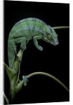 Chamaeleo pardalis (panther chameleon) by Anonymous