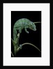 Chamaeleo pardalis (panther chameleon) by Anonymous
