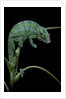 Chamaeleo pardalis (panther chameleon) by Anonymous