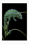 Chamaeleo pardalis (panther chameleon) by Anonymous