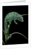 Chamaeleo pardalis (panther chameleon) by Anonymous