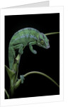 Chamaeleo pardalis (panther chameleon) by Anonymous