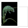 Chamaeleo pardalis (panther chameleon) by Anonymous