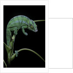 Chamaeleo pardalis (panther chameleon) by Anonymous