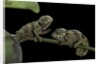 Chamaeleo johnstoni (Johnston's chameleon) - young by Anonymous