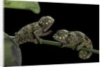 Chamaeleo johnstoni (Johnston's chameleon) - young by Anonymous