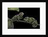 Chamaeleo johnstoni (Johnston's chameleon) - young by Anonymous