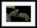 Chamaeleo johnstoni (Johnston's chameleon) - young by Anonymous