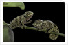 Chamaeleo johnstoni (Johnston's chameleon) - young by Anonymous