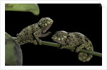 Chamaeleo johnstoni (Johnston's chameleon) - young by Anonymous