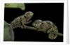 Chamaeleo johnstoni (Johnston's chameleon) - young by Anonymous
