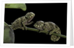 Chamaeleo johnstoni (Johnston's chameleon) - young by Anonymous