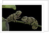 Chamaeleo johnstoni (Johnston's chameleon) - young by Anonymous
