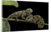Chamaeleo johnstoni (Johnston's chameleon) - young by Anonymous