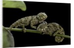 Chamaeleo johnstoni (Johnston's chameleon) - young by Anonymous