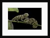 Chamaeleo johnstoni (Johnston's chameleon) - young by Anonymous
