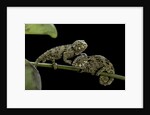 Chamaeleo johnstoni (Johnston's chameleon) - young by Anonymous