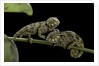Chamaeleo johnstoni (Johnston's chameleon) - young by Anonymous