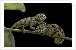 Chamaeleo johnstoni (Johnston's chameleon) - young by Anonymous