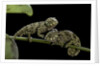 Chamaeleo johnstoni (Johnston's chameleon) - young by Anonymous