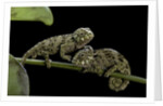 Chamaeleo johnstoni (Johnston's chameleon) - young by Anonymous